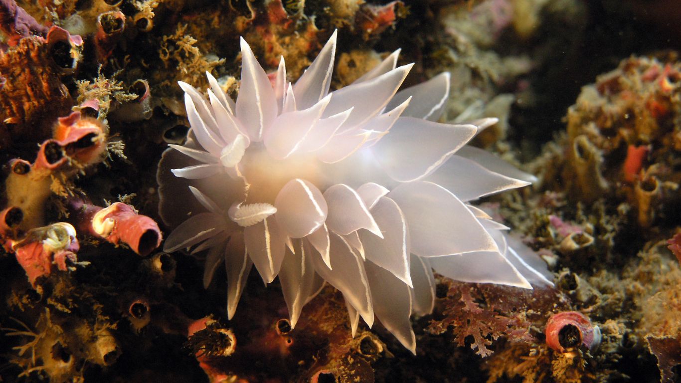 Discovering Canada’s coral reefs Statistics Canada